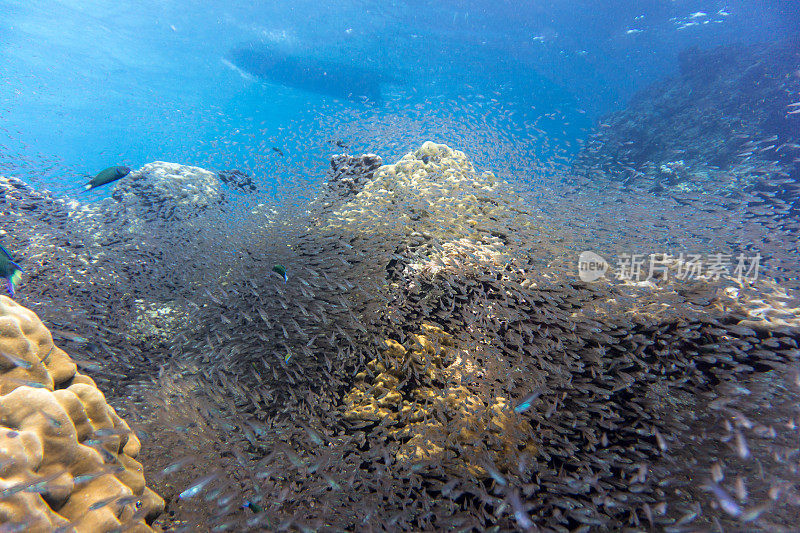 浅滩玻璃鱼又名侏儒清扫鱼(Parapriacanthus ransonneti)在珊瑚礁生态系统海洋环境，寇哈群岛，安达曼海，甲米，泰国。